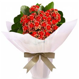 Imagem de Flor da Fortuna Vermelha Plantada Presente