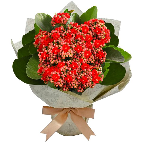 Kalanchoe Vermelho Plantado Presente