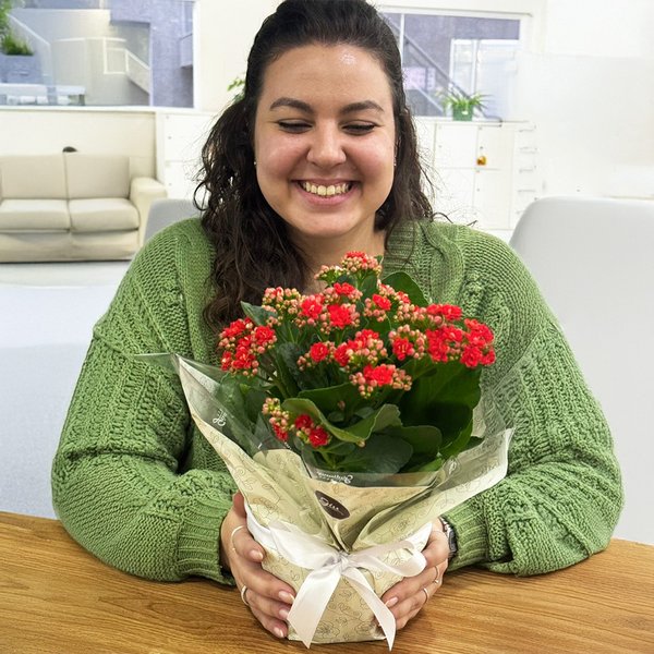 Kalanchoe Vermelho Plantado Presente