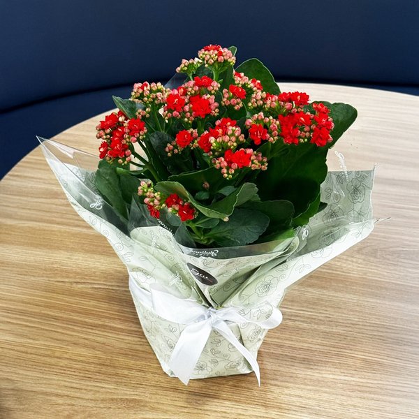 Kalanchoe Vermelho Plantado Presente