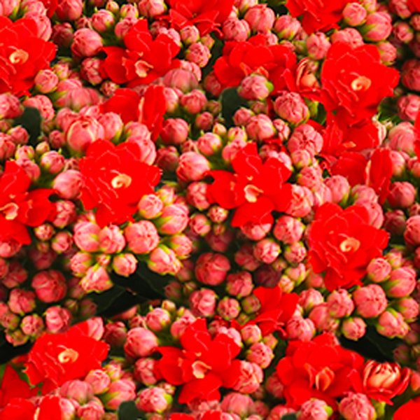 Kalanchoe Vermelho Plantado Presente