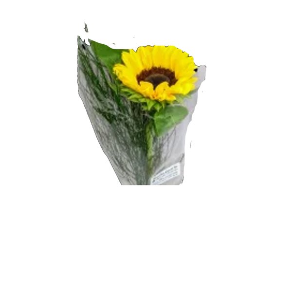 Buque de Girassol Eventos