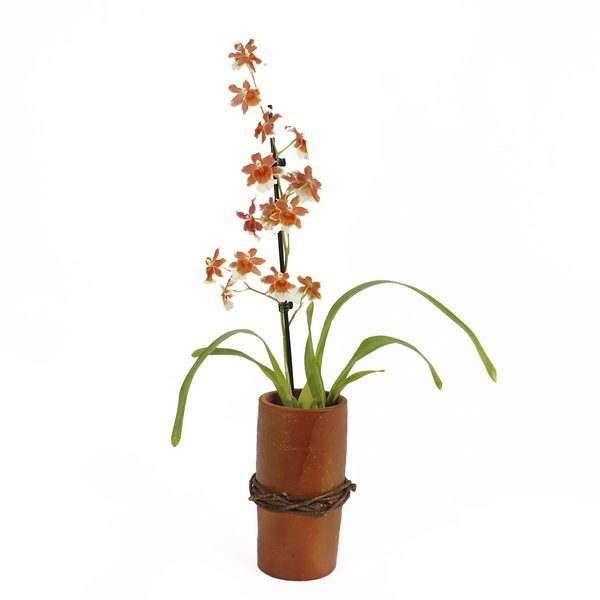 Orquídea Havaiana no Vaso Tubo