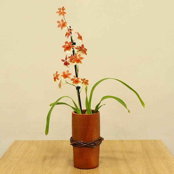 Orquídea Havaiana no Vaso Tubo