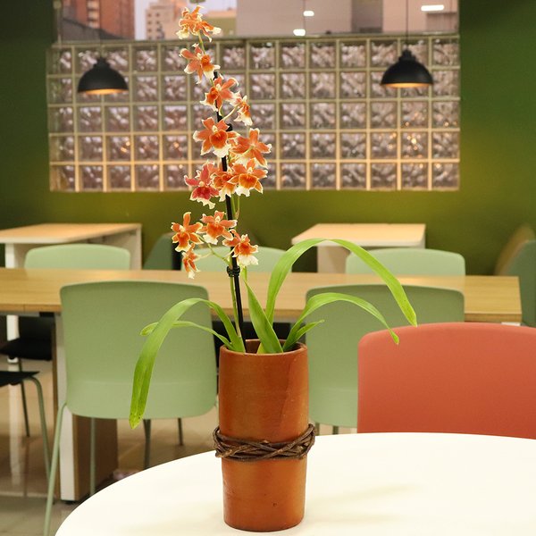 Orquídea Havaiana no Vaso Tubo