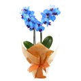 Mini Orquídea Rara Azul