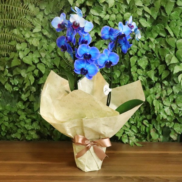 Mini Orquídea Rara Azul
