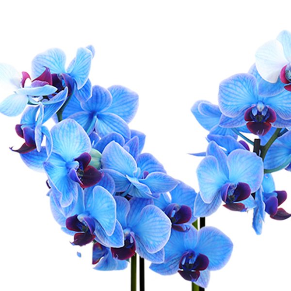 Mini Orquídea Rara Azul