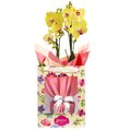 Orquídea Phalaenopsis Amarela na Bag Pétalas