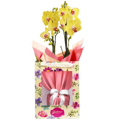 Orquídea Phalaenopsis Amarela na Bag Pétalas