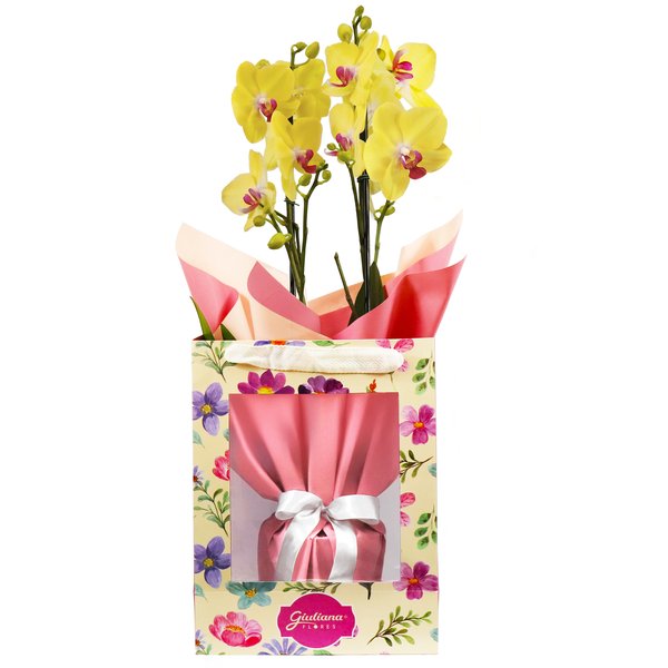 Orquídea Phalaenopsis Amarela na Bag Pétalas