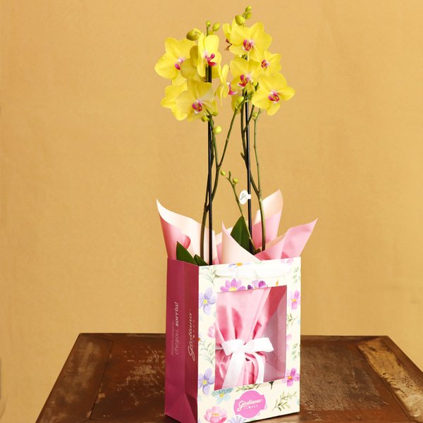 Orquídea Phalaenopsis Amarela na Bag Pétalas