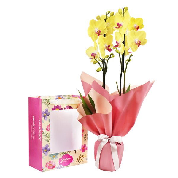 Orquídea Phalaenopsis Amarela na Bag Pétalas