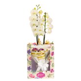 Orquídea Phalaenopsis Branca na Bag Pétalas