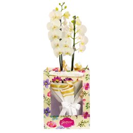 Imagem de Orquídea Phalaenopsis Branca na Bag Pétalas