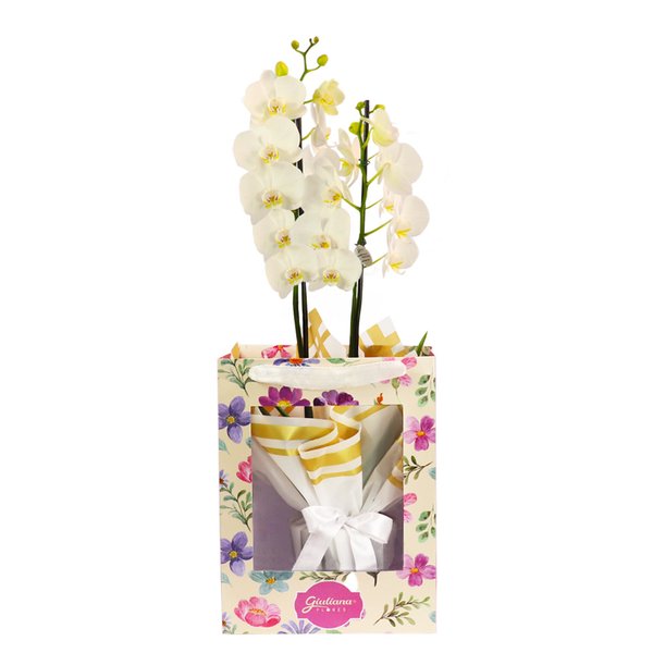 Orquídea Phalaenopsis Branca na Bag Pétalas