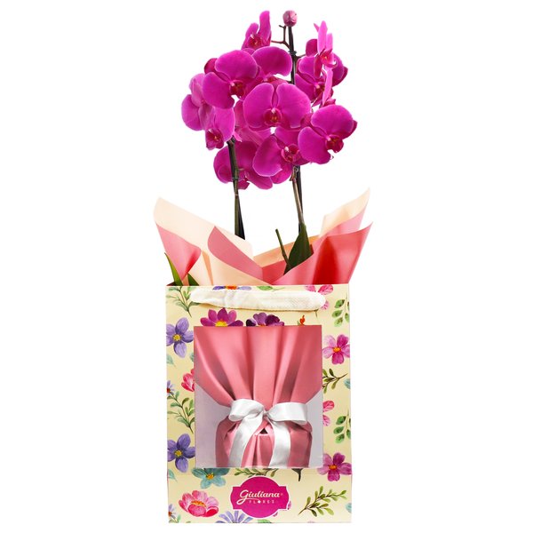 Orquídea Phalaenopsis Pink na Bag Pétalas