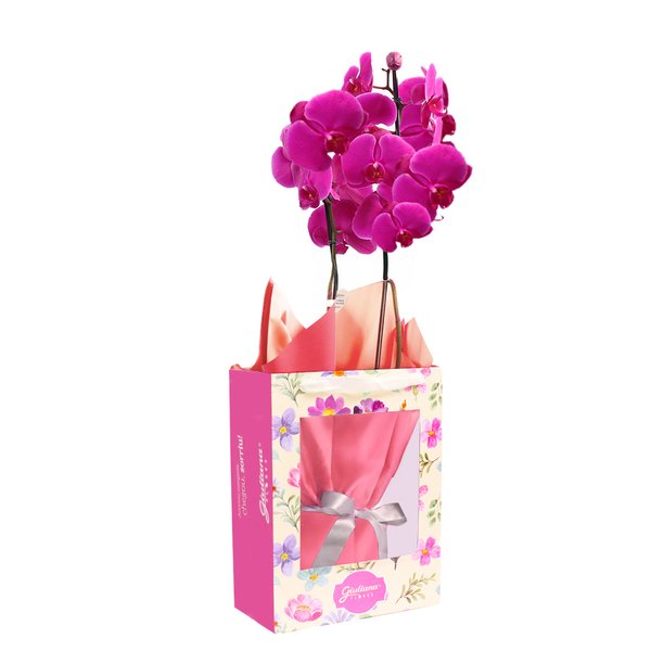 Orquídea Phalaenopsis Pink na Bag Pétalas
