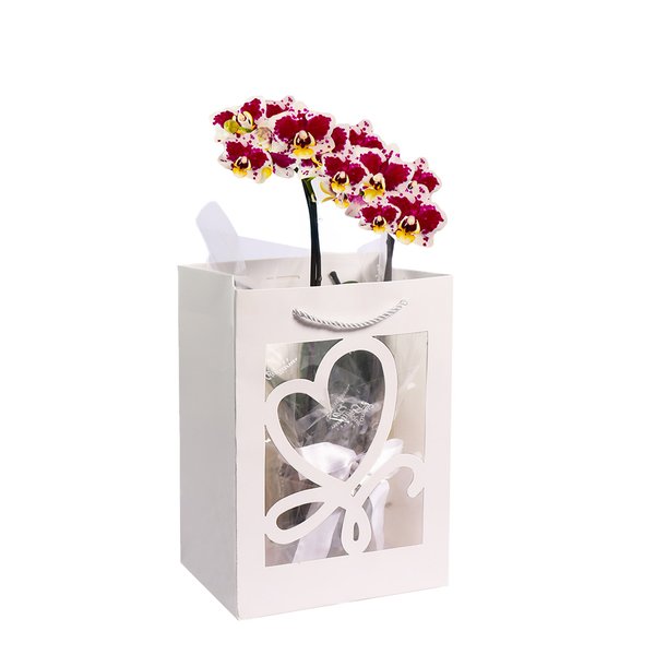 Mini Orquídea Rara Mesclada na Sacola White