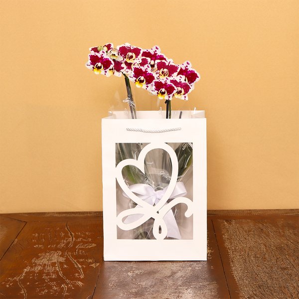 Mini Orquídea Rara Mesclada na Sacola White