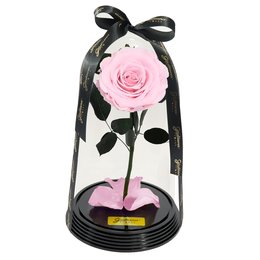 Imagem de Fabulosa Rosa Encantada Cor de Rosa