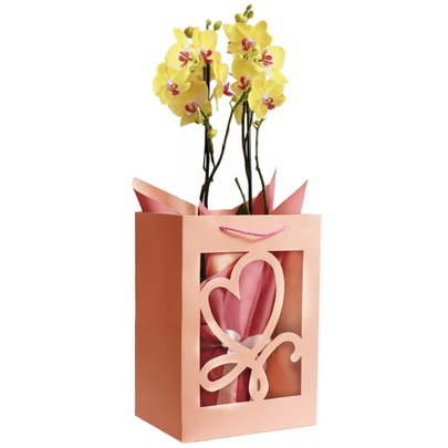 Orquídea Phalaenopsis Amarela na Sacola Rosa