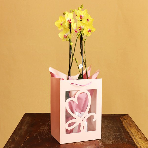 Orquídea Phalaenopsis Amarela na Sacola Rosa