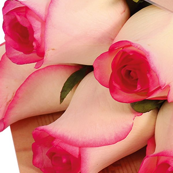 Buquê Partitura de Rosas Nacionais Cor de Rosa