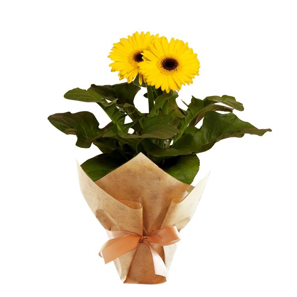 Gérbera Plantada Amarela e Placa Eu Amo Minha Mãe 20x14