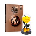 A Bela Rosa Encantada Amarela e Livro Café com Deus Pai