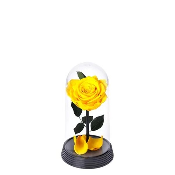 A Bela Rosa Encantada Amarela e Livro Café com Deus Pai