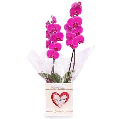 Orquídea Phalaenopsis Pink no Box Coração Te Amo