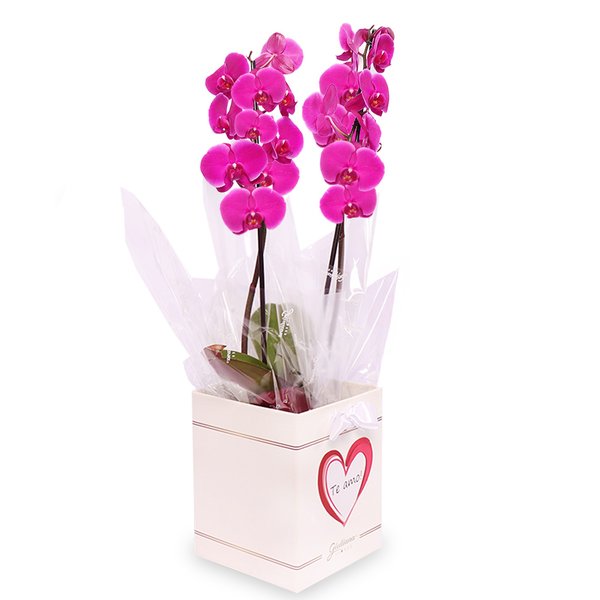 Orquídea Phalaenopsis Pink no Box Coração Te Amo