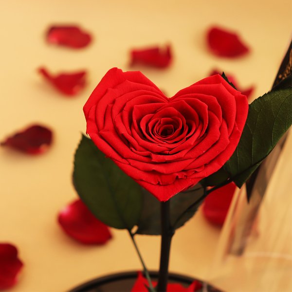 Coração de Rosa Encantada Vermelha