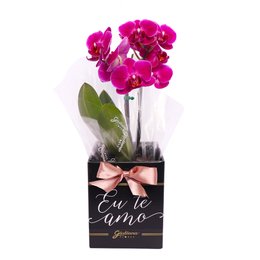 Imagem de Orquídea Phalaenopsis Pink no Box Eu Te Amo