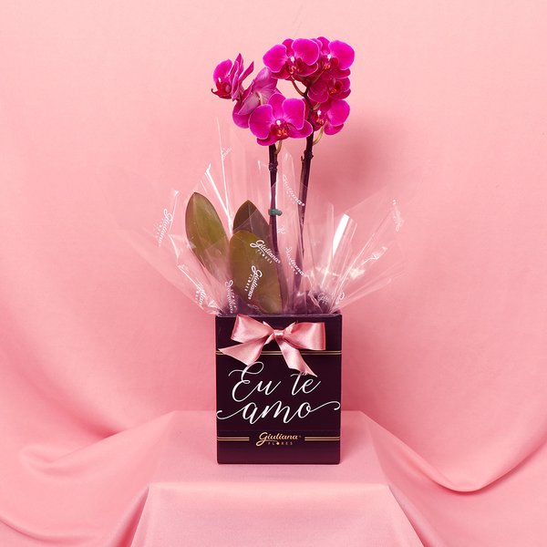 Orquídea Phalaenopsis Pink no Box Eu Te Amo