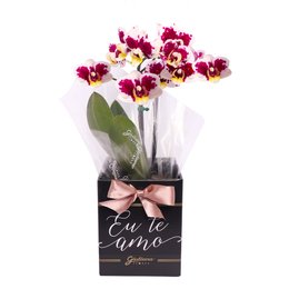 Imagem de Orquídea Phalaenopsis Mesclada no Box Eu Te Amo