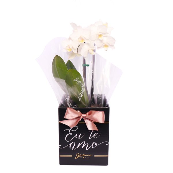 Orquídea Phalaenopsis Branca no Box Eu Te Amo