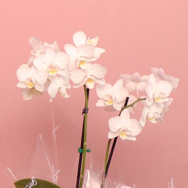 Orquídea Phalaenopsis Branca no Box Eu Te Amo