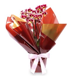 Imagem de Mini Orquídea Rara Mesclada Virtuosa