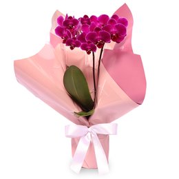 Imagem de Mini Orquídea Rara Lilás Virtuosa