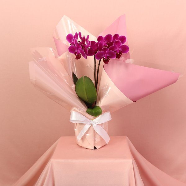 Mini Orquídea Rara Lilás Virtuosa