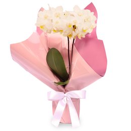 Imagem de Mini Orquídea Rara Branca Virtuosa