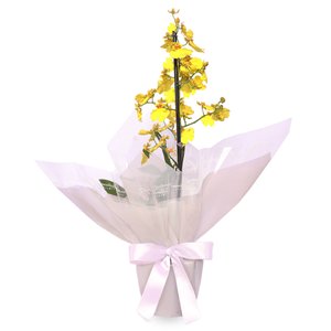 Imagem de Mini Orquídea Chuva de Ouro Essencial