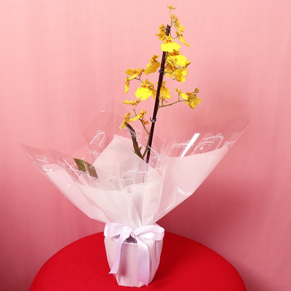 Mini Orquídea Chuva de Ouro Essencial