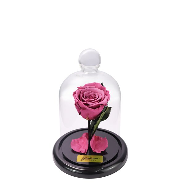 Mini Rosa Encantada Violeta