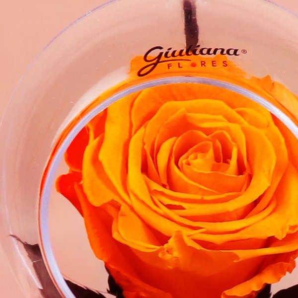 Pêndulo de Rosa Encantada Laranja
