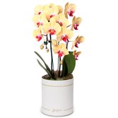 Orquídea com 2 Hastes Amarela Garbo