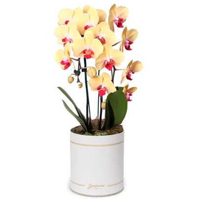 Orquídea com 2 Hastes Amarela Garbo