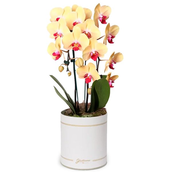 Orquídea com 2 Hastes Amarela Garbo